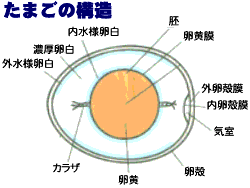 たまごの構造